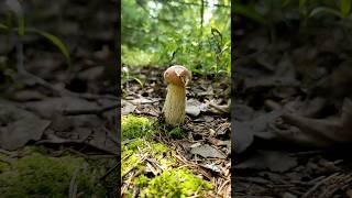 The start of something good #porcini #bolete #mushroom #foraging