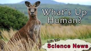 Kangaroos Can 'Communicate' With People Australian Study Finds