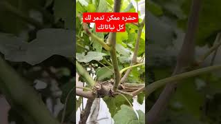 طريقه القضاء على حشره المن بطريقه سهله #زراعه #اكسبلور #agriculture #ترند #نباتات #المن #حشرات