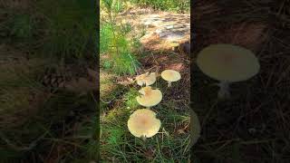 Wild mushrooms by the Lake Nipissing , Edible or not?#shorts #ontario #Canada#2021