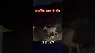 Drive Carefully in Forest 🌳  Area  #ytshorts #shorts #animal #forest #drive #india #night #viral