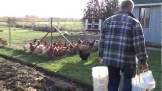 BACA AND CHICKENS - SONY HX30V - HD - michaeljournal.ca