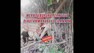 merayu burung di hutan mangrove Cilamaya Karawang