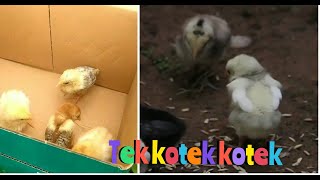 Lagu Anak Ayam | Tekotek kotek kotek | Lagu Anak Populer |