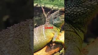 LIZARD 🦎🦎