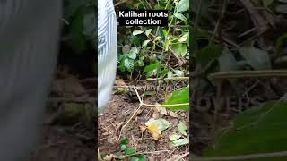 KALIHARI ROOTS COLLECTION FOR NIRGUNDI OIL #ayurveda #ayu #medicinalplant