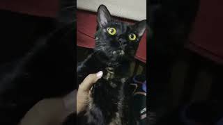 My cat is scared of Voices 🐱 | #viral #cat #shorts #ytshorts