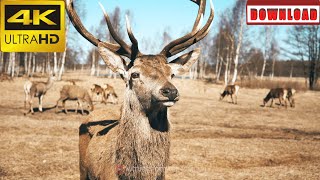 🎁4K Brown deer and fawns walking in the nature herd of wild animals autumn | DAILY NATURE FOOTAGE