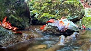 Soothing running water sound #water#soothing#relaxing#relaxingsounds#nature#naturelovers