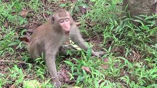 Monkeys Playing Funny Want to eat Snake and Worm Around Temples