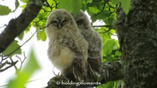 Tawny Owl May 2015