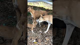 🐕🐕🐕 Dogs breast feeding #reels #animals #viralreels #love #maa #viral #dog#animallover