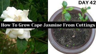 Cape Jasmine Plant Grow From Cuttings I Gardenia jasminoides I Grow Gardenia jasminoides Flower