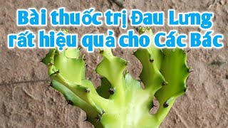 Bài thuốc trị đau lưng rất hiệu quả. PHAN HẢI Vlog.