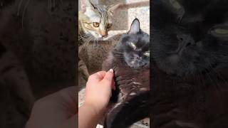 Funny cats #shortvideo #cat #animals