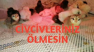 CİVCİVLERİN KAFES TEMİZLİĞİ NASIL OLMALI