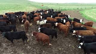 98 BG Steers