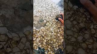 Fresh Oyster #shortsviral #travel #shortsvideo #shortsfeed #reels #minivlog #oyster