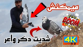 ميمكنش شديت دكر سيفيانوس واعر 🤯🤯 حمقني شوفو طريقة كيفاش شديتو 😆