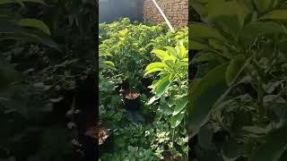 Bibit Alpukat Miki,Aligator,Kelud,Kendil Stok Ribuan‼️#shorts #shortvideo #tipsberkebun #alpukat