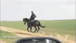 ماشاء الله على الخيل الانكليزية (ثور بريد) 🔥🔥