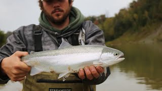 SAUGEEN STEELHEAD fall 2019