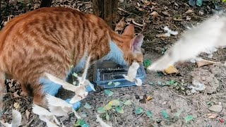 Want a Happy Thirsty Cat? Watch This Now