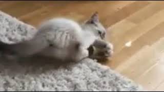 Cat falling