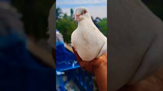 Kabootar ki videos #kabootar #pigeon #birdlovers #fancykabootar #pets #shorts #kabootarbazi