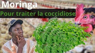 les feuilles de moringa pour réussir l'élevage de poule