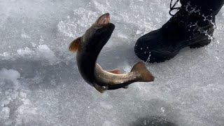 Still swimming: releasing fish ice fishing