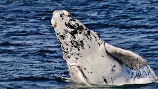 ESPECTACULO. Ballenas ALBINAS !!!. Francas blancas en Playa el Doradillo. SubSur.