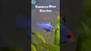 Info 5 Jenis Ikan Ramirezi #ramirezi#aquarium#ikanramirezi#ikanhiasairtawar#ikanaquarium