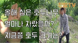 호두묘목 구매부터 수확까지 #3 I 올해 심은 호두나무 관찰하기 3회 그리고 지금쯤 호두열매는 어느정도로 컸을까?