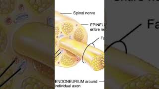 structure of nerve