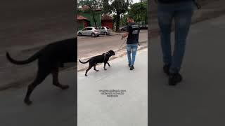 Adestrando um rottweiler