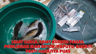 CUACA PANAS, HAWA PANAS, HASIL LARVA IKAN BETOK/PAPUYU PASTI JADI SEMUNYA, YAKIN!!!! ALHAMDULILAH