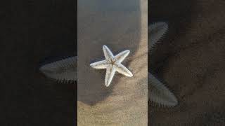 Star fish #starfish #youtubeshorts #sealife #fish