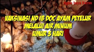 Vaksinasi ND IB doc ayam petelur