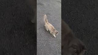 Kitty following me