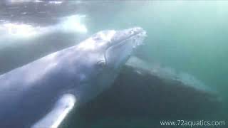 Humpback Whale and Calf Encounter - Freediving