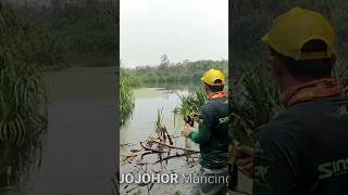 Mancing toman #shortvideo #shorts #short