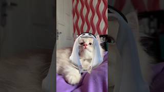 Kucing bangsawan dari Arab #shorts #viral #gaming #luci