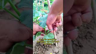 Cucumber Pruning | Grow your own food | Agridemy | #urbanfarming