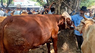 15500‼️BABON SUPER HAMILL HARGA EKONOMIS || Musim qurban sapi sepi pembeli || pasar Jatirogo