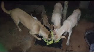 my area avanger eating time fight| #dogs #dog #doglover #streetdog #fight #funnydogs #avangers #pets