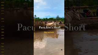 PACU JAWI (STORY) a #shorts  of #pacujawi  at tanah datar #minangkabau #cowrace #viral #indonesia