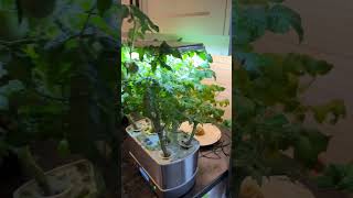 Tomatoes and basil #aerogarden #tomatoes #basil #hydroponics #plants #indoorgardening