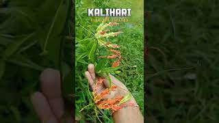 Kalihari Gloriosa superba if you have any requirements contact us-7990623956.#ayu #ayurvedic