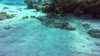 Crocodile Fish in the Red Sea